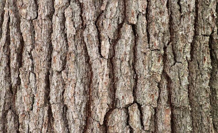 alt="Pine Bark Extract (Pycnogenol) benefits."