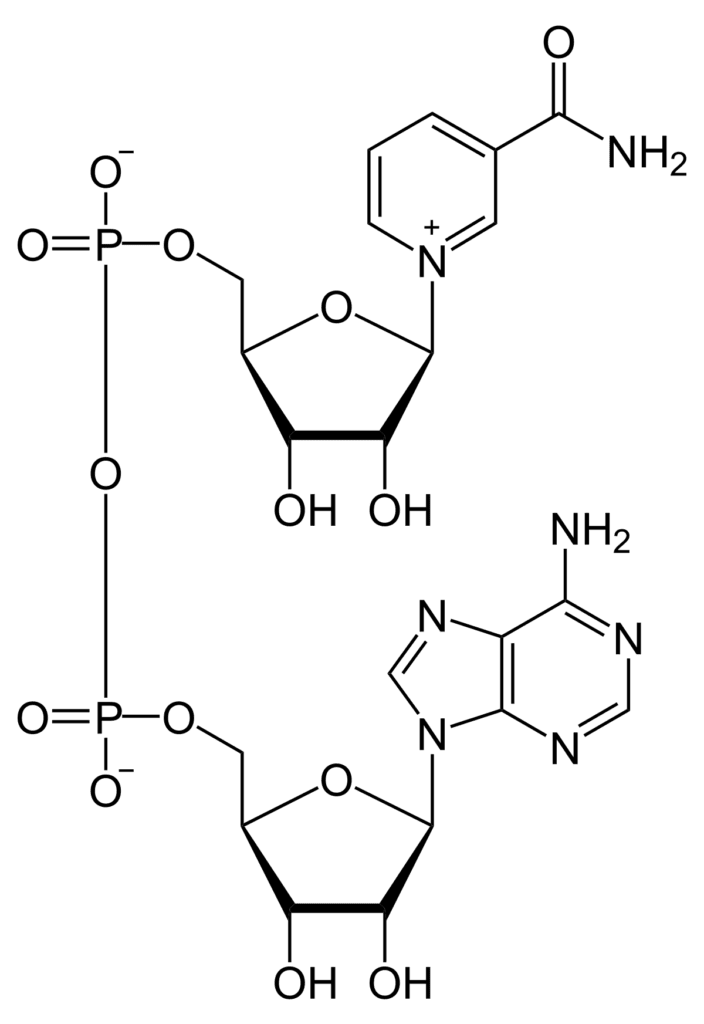 alt="NADH, NAD+, Nicotinamide Adenine Dinucleotide, Supplement"